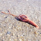 Giant Squid Figurine 9 5  Realistic Sea Creature Educational Toy Model