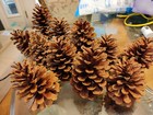 11 Pine Cones - 5-6 Inches - Natural Coastal North Carolina - Long Leaf Pine