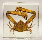 2 9  Real Elbow Crab In Clear Lucite Paperweight Aquatic Aimal Taxidermy Display
