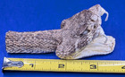 Western Rattlesnake Head With Open Mouth And Fangs Taxidermy  h241