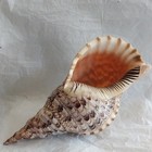 Beautiful Large Trumpet Triton Conch Sea Shell Charonia Tritonis 14 