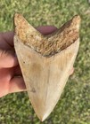 Megalodon Shark Tooth 5 1    Indonesian All Natural Shark Tooth Fossil