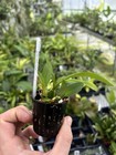 Cuitlauzina Pendula Rare Mexican Orchid Species 