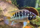 Aquarium Fish 6 Ivanacara Bimaculata  free Ups 2 Day Shipping 