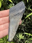 Natural Beautiful 3 91    Megalodon Tooth Fossil Shark Teeth