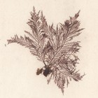 Antique 1833 Scottish Dried Sea Algae Herbarium  15 Polysiphonia Parasitica