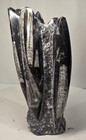 3 6 Lb 8 5  Orthoceras Fossil Cluster Tower Polished Moroccan Specimen Limestone