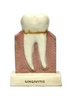 Dentist Dental Teeth Oral Anatomy Teaching Standing Decoration Model Figure