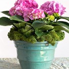 Reindeer Preserved Long Lasting Decorative Moss For Floral D  cor Potted Plant   