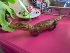 Vintage 1970s Taxidermy 18    Baby Alligator Souvenir Authentic