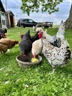 20  Chicken Hatching Eggs