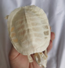 Animal Turtle Skeleton Real Animal Bones Fine Art Work Tortoise Specimen Collect