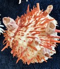 Lot Of Spondylus Ssp  Thorny Oysters Specimen Shells-echinatus-mixed Species