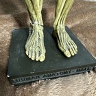 Andrew Cawrse Ver  1 Human Anatomy Male Original Sculpted   Painted 161 Of 2000