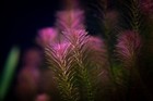 Rotala Wallichii 7 Stems  whorly Rotala -easy Live Aquarium Pond Aquatic Plant