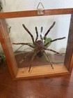 Real Tarantula  grammostola Pulchra  Taxidermy - Mounted  In Glass Frame
