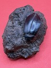 Rancho Labrea Formation- Hydrophilus Sp   tar Beetle  Kern County  California 