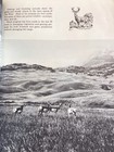 Wildlife Conservation Bulletin No 175 U S Dept Of Agriculture 14 Pages 1958