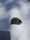 Fish Stone