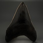 Sharply Serrated 4 79  Fossil Megalodon Shark Tooth - Very Nice sharp Meg 