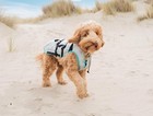 Suitical Dry Cooling Vest For Cooling Vest For Hot Dog Cool Down S To Tail 14-