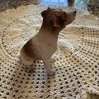 Vintage Plaster ceramic Jack Russel Figurine 