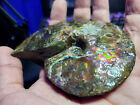 Complete Ammolite Fossil Gem Placentarias Intercalare   King s Gift Disposition 