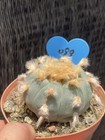 6 5cm Raresucculent Plant Lw Cactus Seedgrowth Garden Decor Boutique Wysiwyg 099