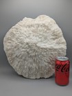 Stunning  Huge White Mushroom Coral 13  In Great Condition