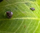 5  Live  Trapdoor Snails Small  algae Eaters
