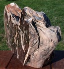 Sis  Wild   Gnarly 21  Lb Mcdermitt Petrified Wood Sculpture - Kinky Stump Log 