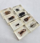 Lot Of 8 Vintage Insects Bugs Specimens In Lucite Acrylic Resin Blocks Scorpion