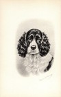 Antique Marguerite Kirmse Springer Spaniel Print Hunting Dog Wall Art Decor 4959