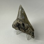 Megalodon Shark Tooth 3 26 Inch - Sharp - Serrated Fossil - Posterior Real 20044