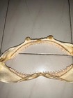 Sandy Shark Complete Jaw