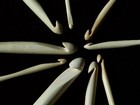 Chiaogoo Bamboo-wood Crochet Hooks