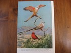 Vintage Coyote   Flycatchers W A Weber National Geographic Magazine Print