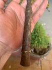 Antique Rare Handcrafted Iron Mughal Period 14 5  Lance Combat Spear Head