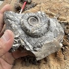 Rare Calcite Ammonite Fossil Nakagawa Hokkaido Japan Cretaceous Glossy Matrix