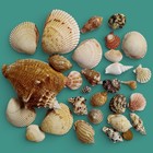 27pc Various Assorted Sea Shells Lot