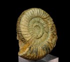 Ammonite - Perisphinctes --- 7 1 Cm -- Jurassic Oxfordian -------- Poland  pf773