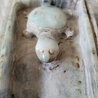 Antique Chinese Jadeite Turtle Ink Stone 1 4 Mossy Green Scholar Well Translucen