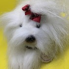 Yomico Classics Plush Maltese Dog White Stuffed Animal Russ 9  Length Tail-nose
