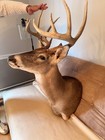 10-point Whitetail Deer Shoulder Mount     Taxidermy Trophy     Rustic Cabin Decor