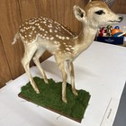 Whitetail Deer Fawn Life-size Taxidermy Mount For Sale