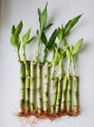 10 Lucky Bamboo Aquarium Water Plants