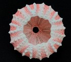 Deep Water Sea Urchin - Coelopleurus Maculatus 30 Mm