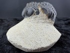 Trilobite Fossil In Sandstone Matrix From Morocco    44   G 