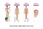 Acupuncture Points  3 Body   1 Ear  Charts  set Of 4    Free 10 Sujok Rings