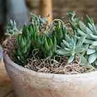 Supermoss   Natural Preserved Spanish Moss  Natural Green  24qt 
